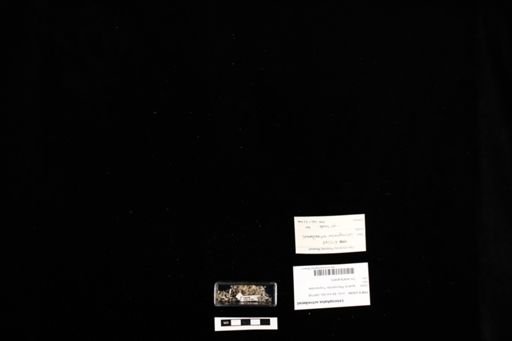 Leiocephalus schreibersii