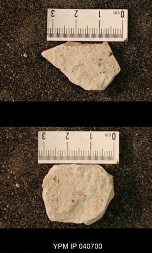 Hexapoda