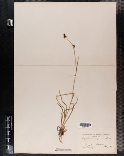 Rhynchospora