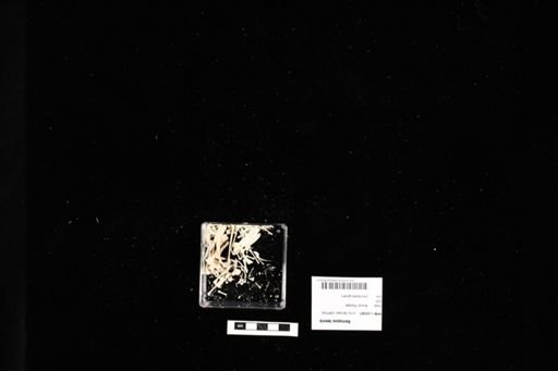Xenopus laevis