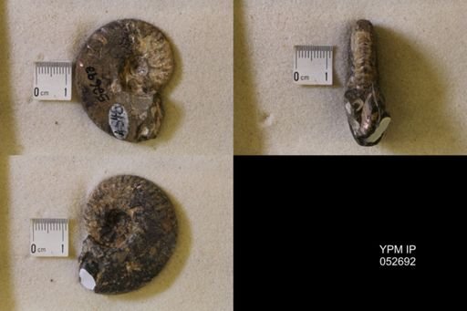 Hoploscaphites comprimus
