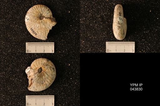 Hoploscaphites nicolletii