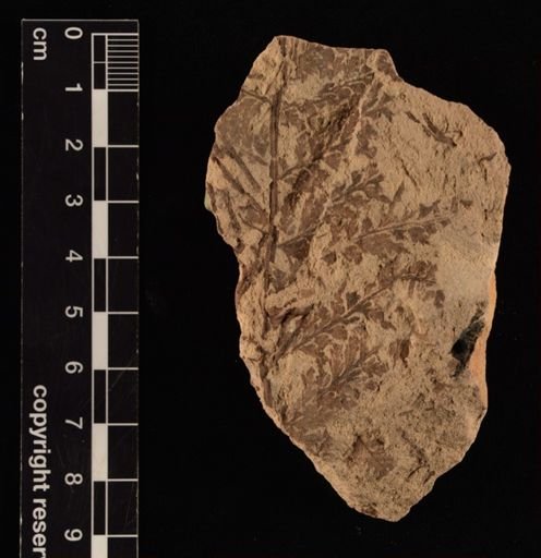 Thyrsopteris brevifolia