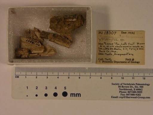 Tyrannosaurus