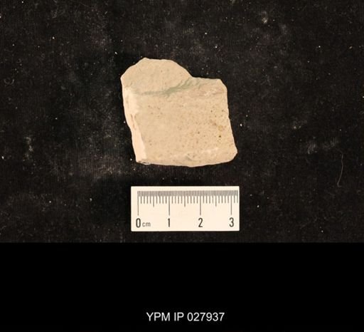 Liomopterum sp.