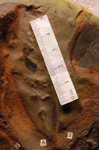 Liriodendropsis angustifolia