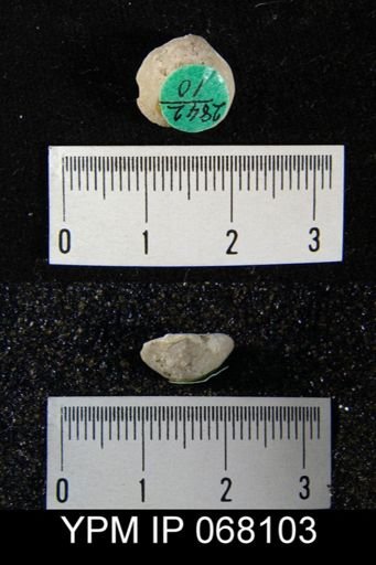 Dalmanella crassa