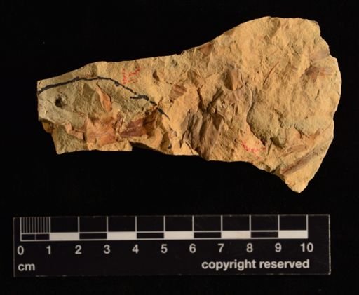 Onoclea hesperia