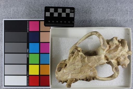 Hoplophoneus primaevus latidens