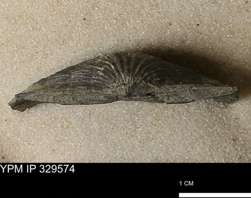 Stropheodonta demissa