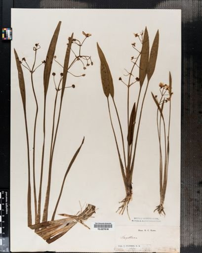 Sagittaria graminea