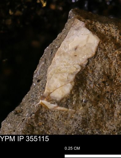undet. Mollusca