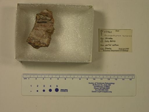 Archaeohyrax suniensis