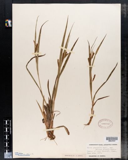 Carex granularis