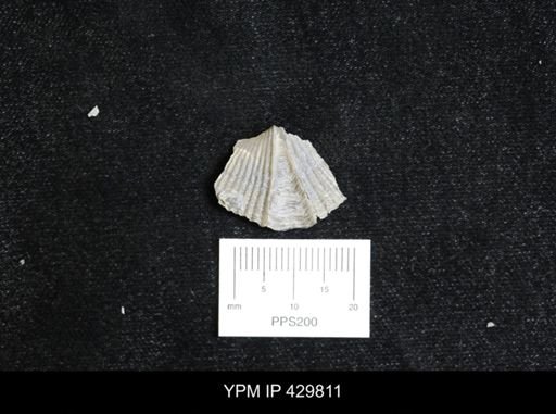 Mucrospirifer mucronatus
