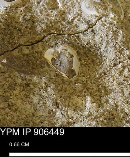 undet. Bivalvia