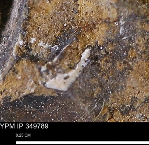 undet. Mollusca