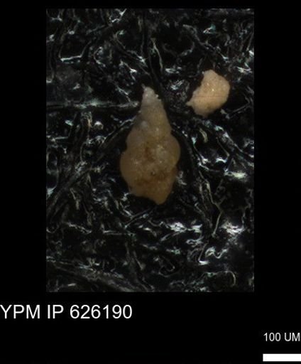 Heterohelicidae