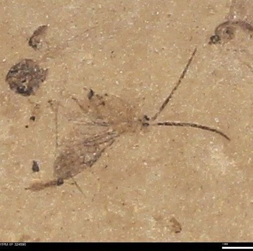 undet. Insecta