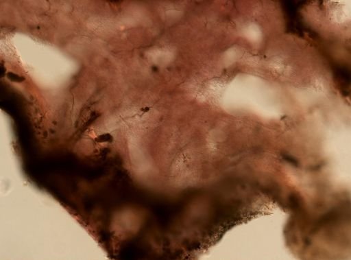Ircinia strobilina
