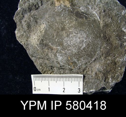 Strophodonta sp.