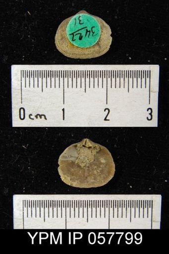 Rhipidomella oblata