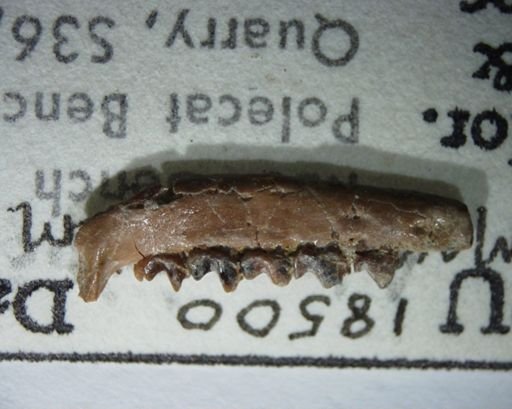 Mckennatherium ladae