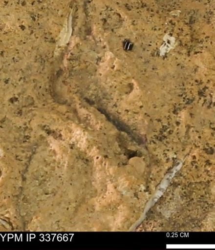undet. Mollusca