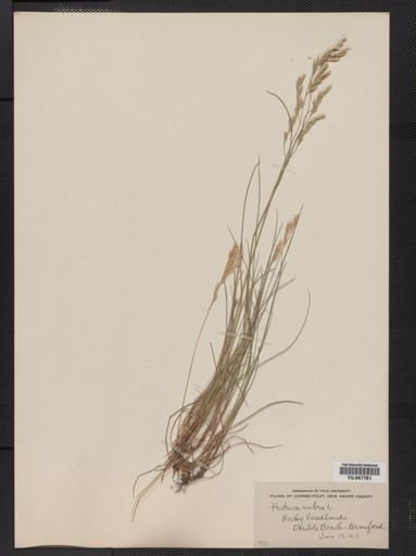 Festuca rubra