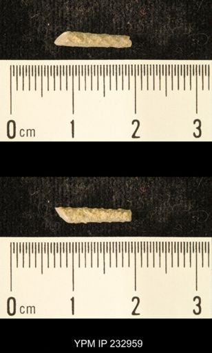 Archaeocidaris sp.