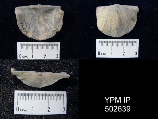 Strophodonta sp.
