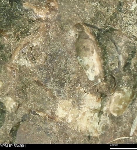 undet. Mollusca