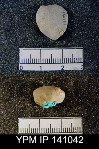 Spirigerella derbyi