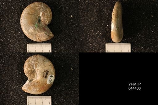 Hoploscaphites nicolletii