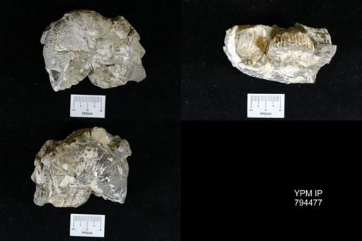 Hoploscaphites nodosus