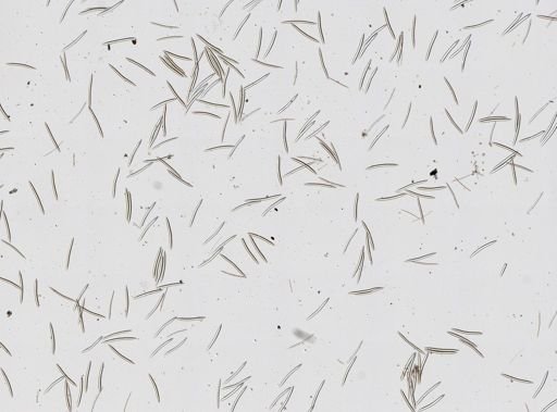 Haliclonidae