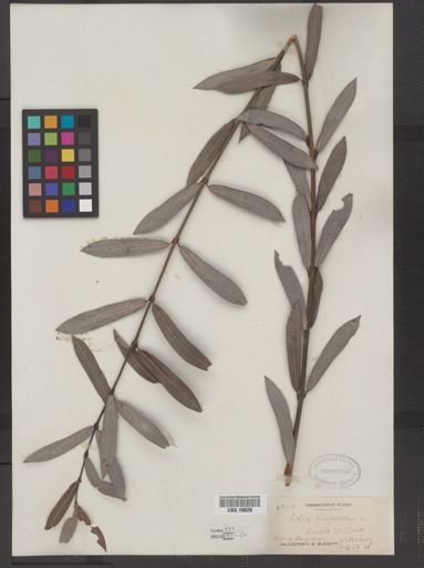 Salix purpurea