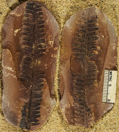 Pecopteris sp.
