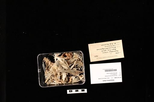 Holacanthus ciliaris