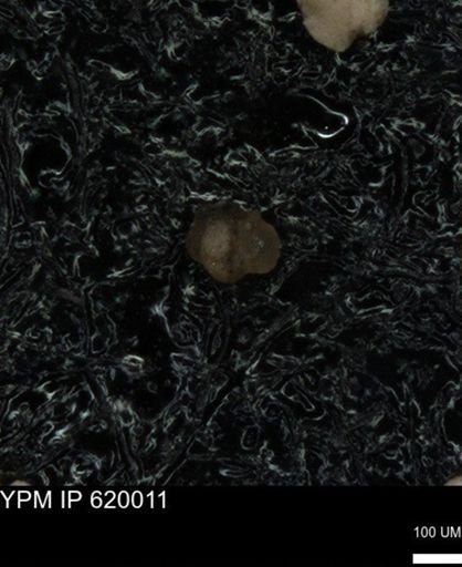 undet. Foraminiferida