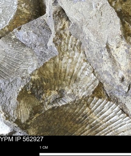 Oxytoma (Hypoxytoma) sp.
