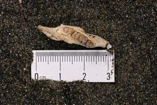Eutypomys thomsoni