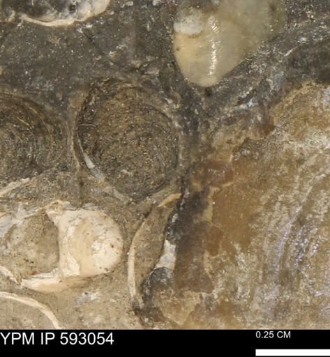 undet. Bivalvia
