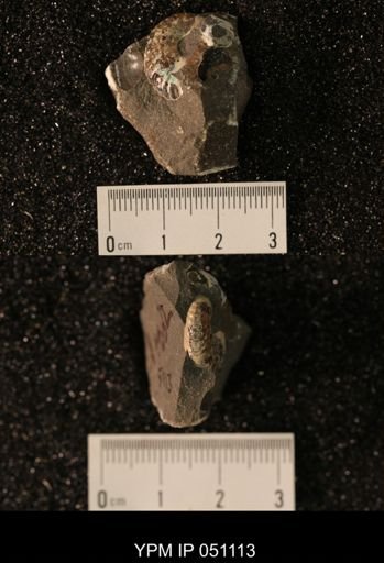 Hoploscaphites nicolletii