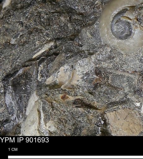 undet. Mollusca