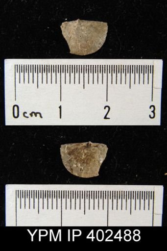 Finkelnburgia sp.
