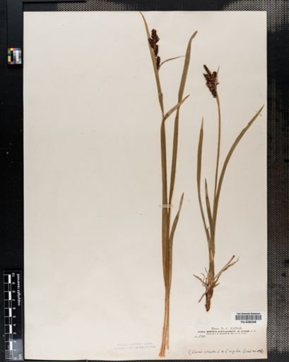 Carex