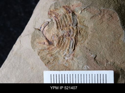 undet. Trilobita
