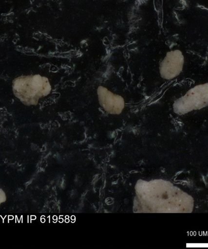 undet. Foraminiferida