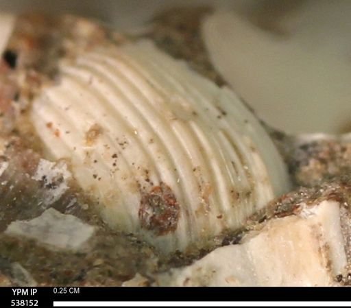 Corbulamella gregaria